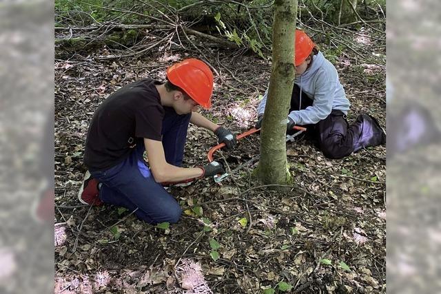 Sechstklssler pflegen den Nollinger Wald