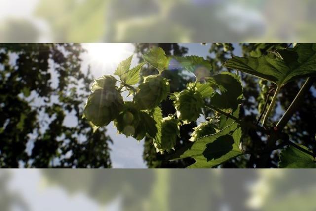 Beim Hopfen wieder an der Spitze