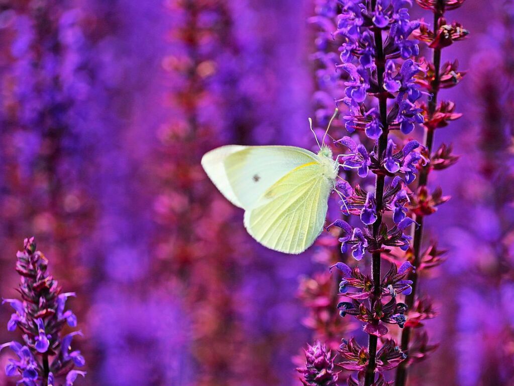 Mein Gott, Falter! Das Foto mit wunderbarem Farbkontrast  gelang  Hobbyfotograf Harald Hfler am Dienstag in Laufen.