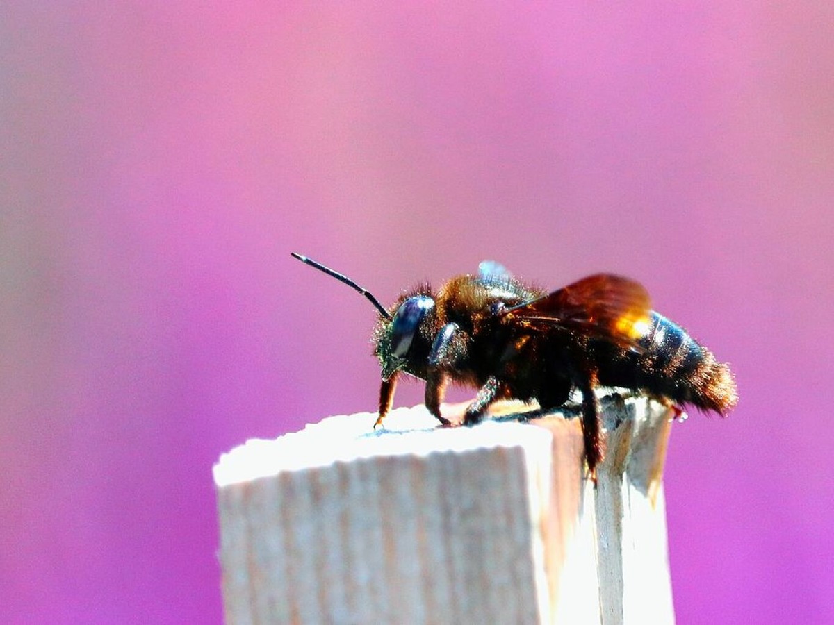 Blauschwarze Holzbiene vor violettem Lavendelfeld – sie ist Wildbiene des Jahres.