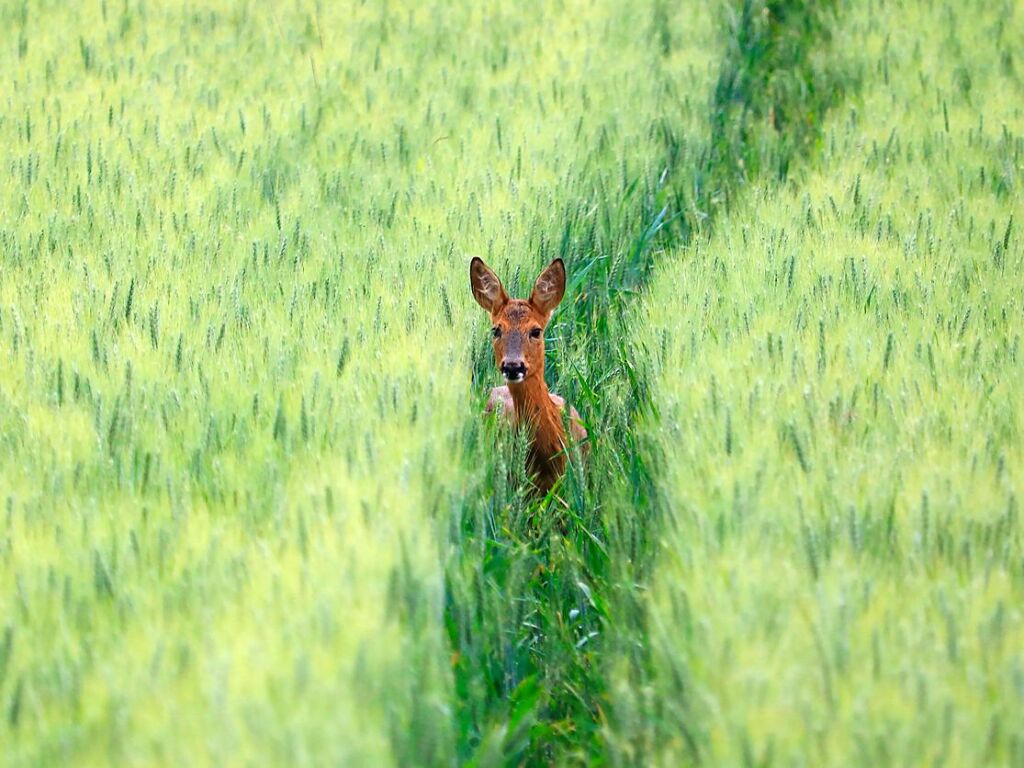 Ein Reh im Kornfeld. Es ist vor einigen Tagen Harald Hfler vor die Linse gelaufen, der bei St. Ilgen auf Fotopirsch war.