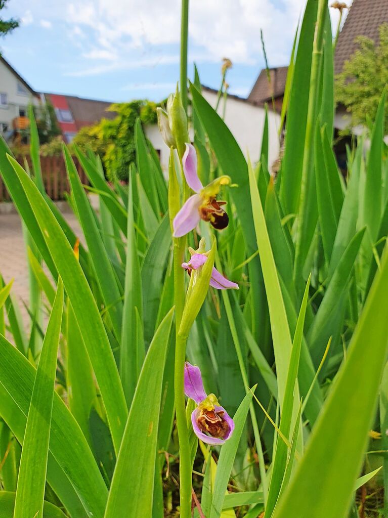 Mit dem Bienen-Ragwurz blht Mauchen etwas Besonderes: Die Orchidee gehrt zu den seltensten und  bedrohtesten  Pflanzen der Republik.