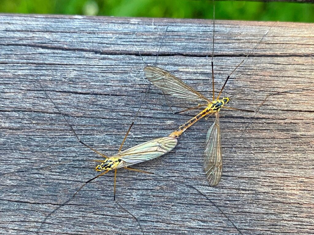 Wunderbare Natur im Markgrflerland, fotografiert von unseren Leserinnen und Lesern