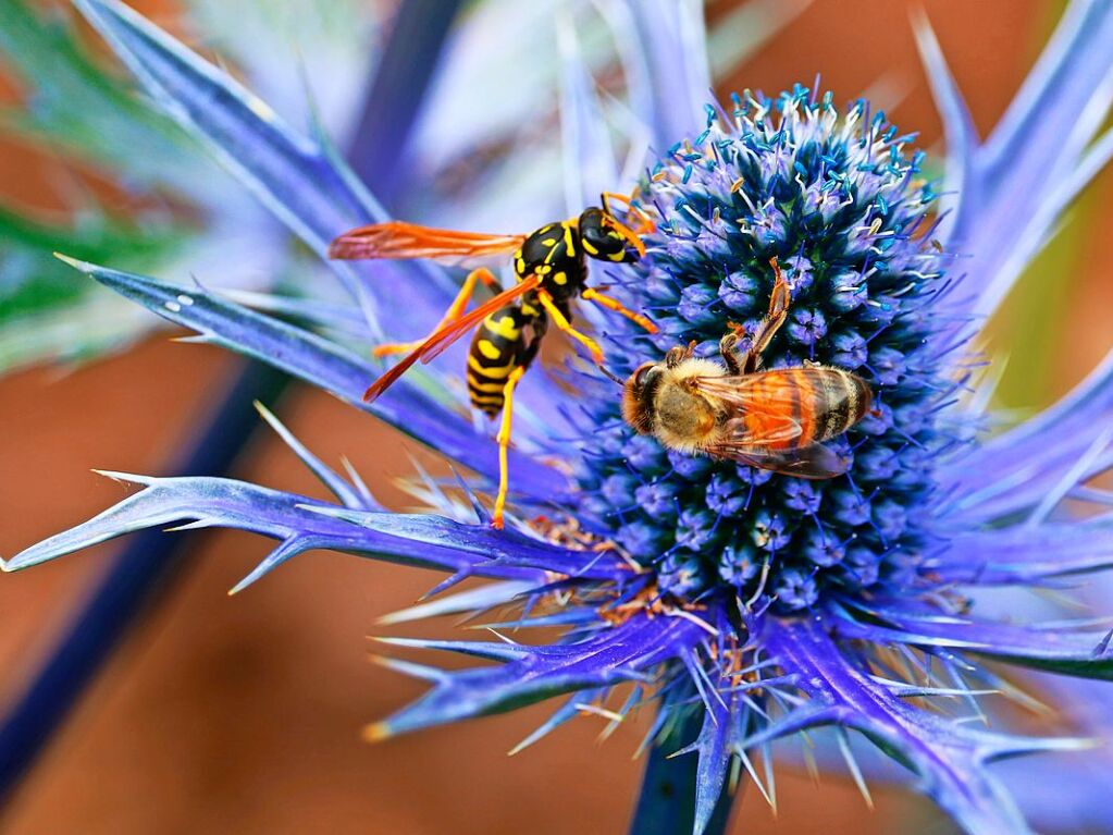 Wunderbare Natur im Markgrflerland, fotografiert von unseren Leserinnen und Lesern