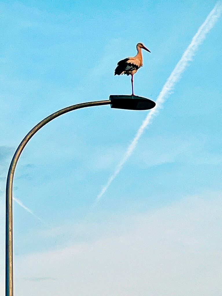 Auf dem Sprung: Wie im Schwimmbad auf dem Zehn-Meter-Brett steht ein Storch auf einer Neuenburger Straenlaterne.