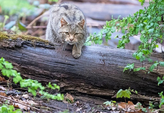 Immer in Deckung: Wildkatzen sind sche...iten sich die Tiere seit Lngerem aus.  | Foto: Sebastian Gollnow (dpa)