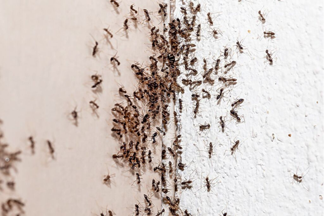 Wie invasive Ameisen Menschen in Kehl das Leben schwer machen