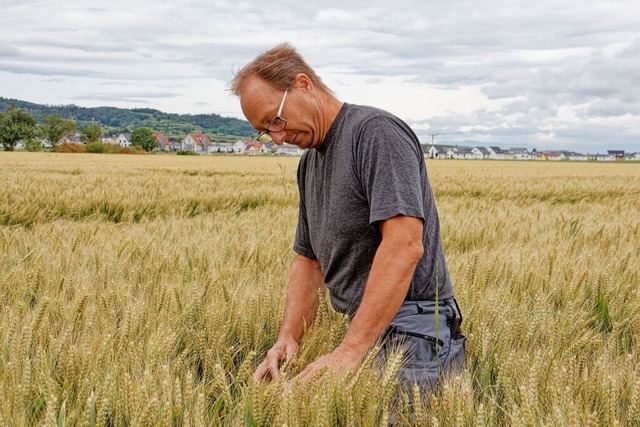 Der BLHV-Vorsitzende Raphael Meyer kontrolliert Getreidebestnde.  | Foto: Ruth Seitz