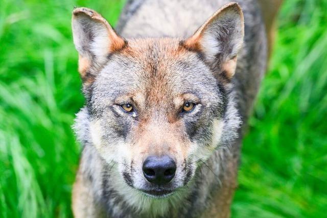 Mglicher Wolfsriss: Tote Ziege am Haselberg bei Schnau gefunden