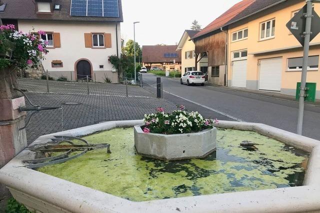 Kandern-Tannenkirch rtselt ber schleimig-grnen Algenfilm im Wasser seiner Dorfbrunnen