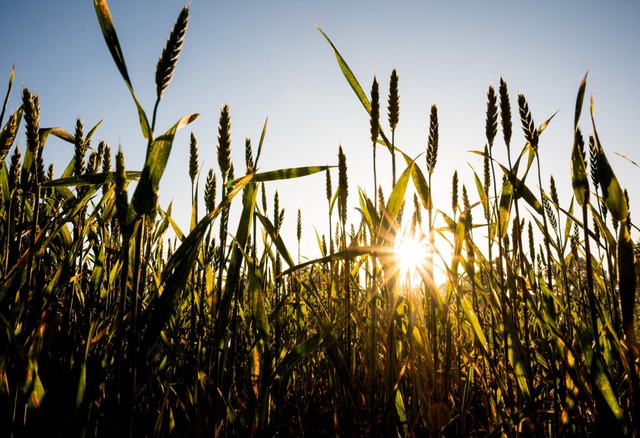 Die Sonne geht hinter einem Kornfeld mit Roggen auf.  | Foto: Daniel Bockwoldt (dpa)