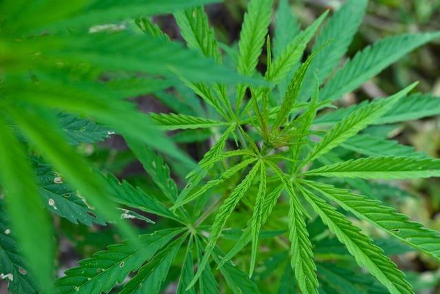 Baden-Wrttemberg erwartet hunderte Antrge von Cannabisclubs