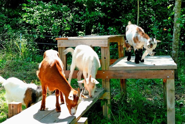 Fnf Zwergziegen sollen knftig die Fl...beim Seelbacher Schtzenhaus beweiden.  | Foto: Beate Zehnle-Lehmann