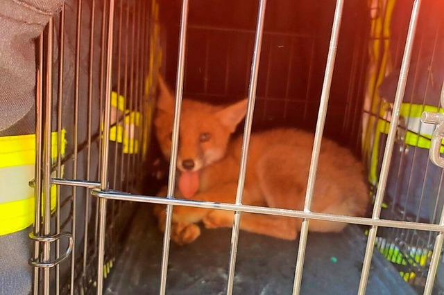 Der Jungfuchs wurde in die Wildtierauffangstation nach Neuried gebracht.  | Foto: Feuerwehr Offenburg