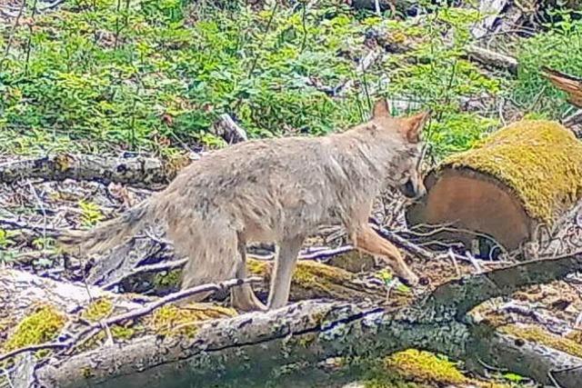 Wildtierkamera zeichnet erstmals Wolf in der Nhe von Lrrach auf