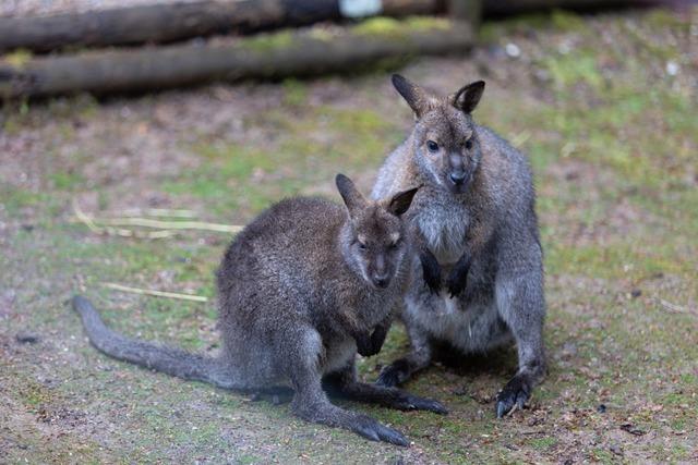 Waldkircher Knguru-Dame erwartet zweites Baby von einem ausgebxten Artgenossen
