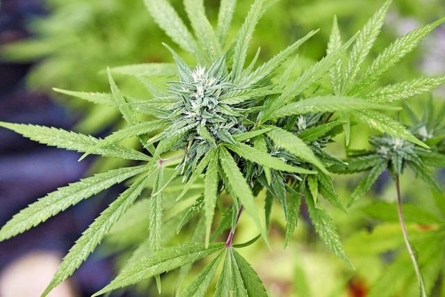 Die Polizei hadert nach wie vor mit der Teillegalisierung von Cannabis