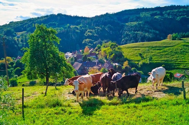 Weidehaltung in Ltschenbach im oberen...tzen, sei unmglich, sagen Landwirte.  | Foto: Birgit-Cathrin Duval