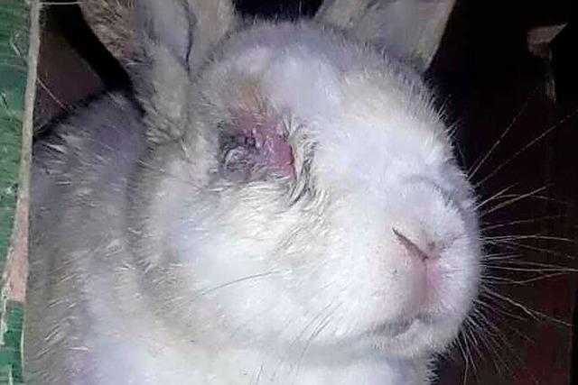 Tierschtzer holen verwahrloste Kaninchen aus Lffinger Hotel