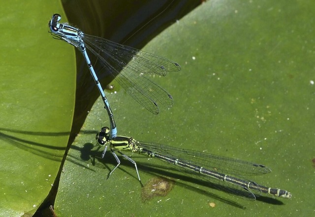 Die Azurjungfer ist eine Libellenart, die Denzlingen schtzen will.  | Foto: Martin Neub