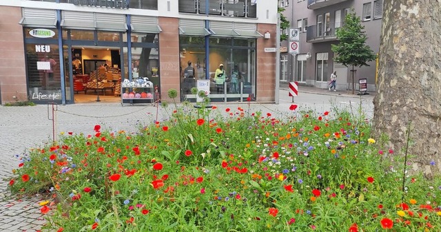 In der Nhe des Lahrer Stadtmuseums ist eine Blhwiese angelegt worden.  | Foto: Stadt Lahr