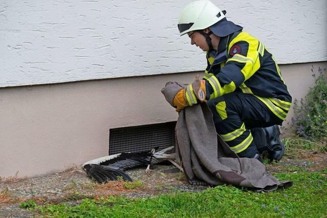 Fahrzeugbrand bis Storchenrettung: Arbeitsreiches Wochenende fr Mllheimer Feuerwehr