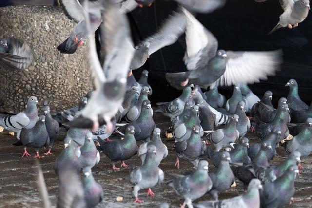 Gnadenhof statt Tötung für 200 Limburger Tauben
