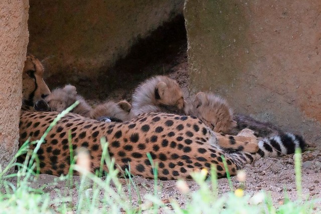 Nachwuchs bei den Geparden  | Foto: Zoo Basel