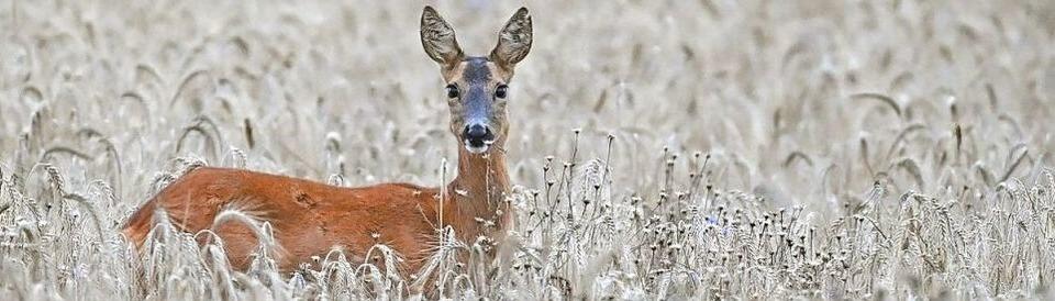 Wildtiere im Landkreis Emmendingen