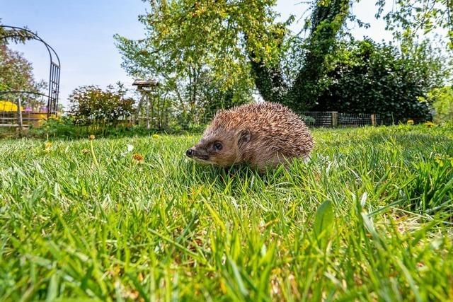 Wildtiere im Landkreis Emmendingen