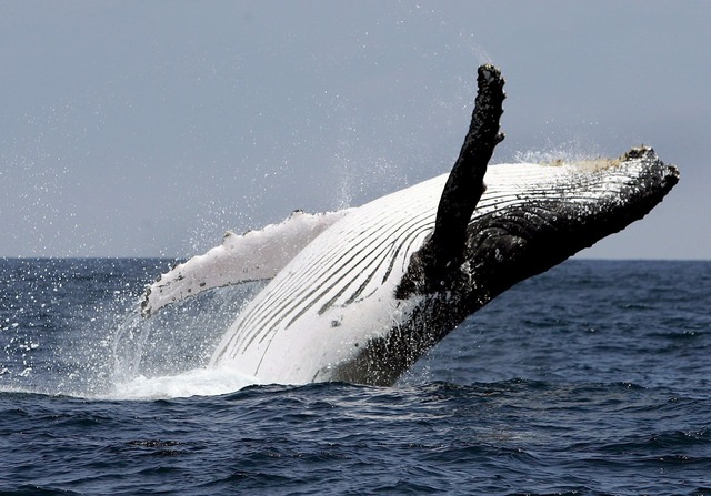 Wale aus Netzen zu retten, kann in Australien teuer werden.  | Foto: Jose Jacome/epa efe/dpa