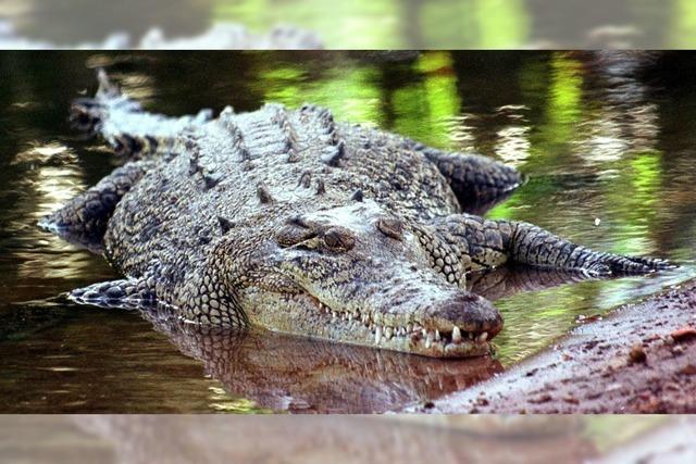Krokodil tötet wohl Kind in Australien - verzweifelte Suche