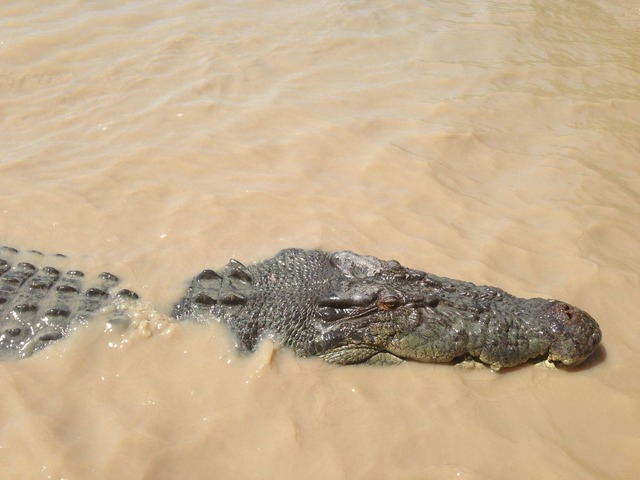 Im Northern Territory gibt es sch&auml;tzungsweise 100.000 Krokodile.  | Foto: Neda Vanovac/AAP/EPA/dpa