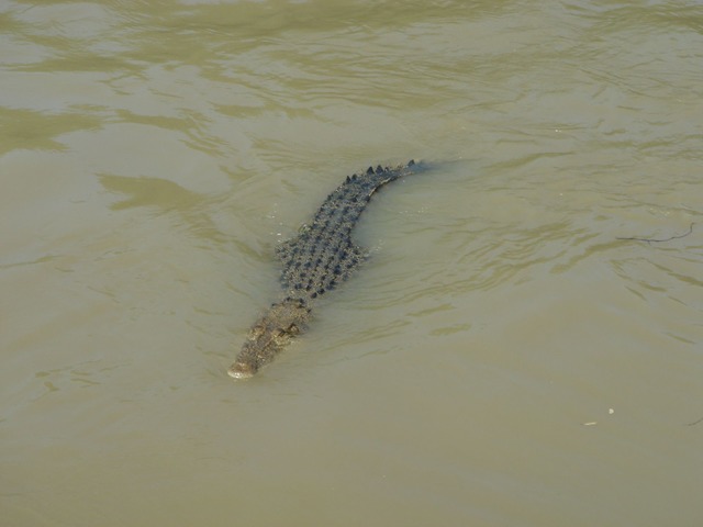 Salzwasserkrokodil im Fluss Adelaide: ...uml;ssern lauern vielerorts Krokodile.  | Foto: Carola Frentzen/dpa