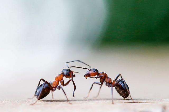 Forscher entdecken lebensrettende Bein-Amputationen bei Ameisen