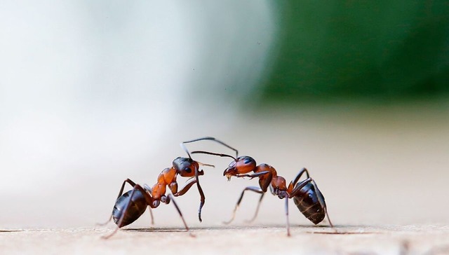 Zwei Ameisen betasten sich.  | Foto: Foto: Ulrich Perrey (dpa)