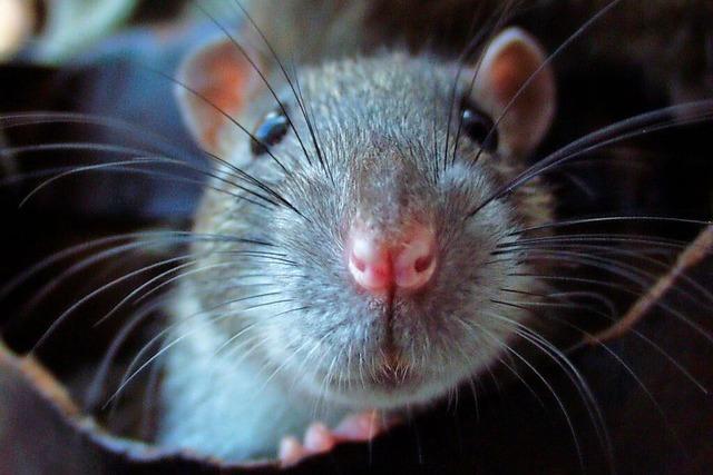 Ratten bei der Rheinpromenade: Schweizer Rheinfelden setzt auf Giftkder