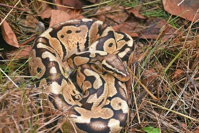 Zwei Pythons werden beim Sportplatz in Zell gefunden – offenbar wurden sie ausgesetzt