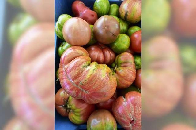 Hightech-Hybride oder alte Sorten? Was Sie beim Tomaten-Anbau im Garten beachten sollten