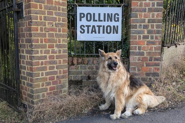 #DogsAtPollingStations: Tierische Wahl in Grobritannien
