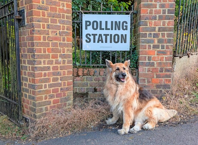 Ein Hund wartet vor dem Wahllokal im C...amentswahlen 2024 auf seinen Besitzer.  | Foto: James Weech (dpa)