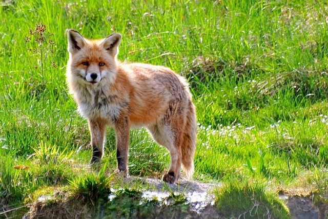 Der Fuchs gehrt zu den Wildtieren, de... Siedlungsgebieten nach Nahrung sucht.  | Foto: Ralf Ghrig