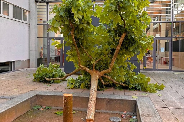 Die gefllte Platane im Brunnenhof  | Foto: Gymnasium Kenzingen