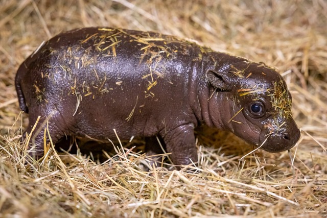 Noch namenlos, aber schon ein Star im Digitalen: das Berliner Mini-Hippo  | Foto: Berliner Zoo (dpa)