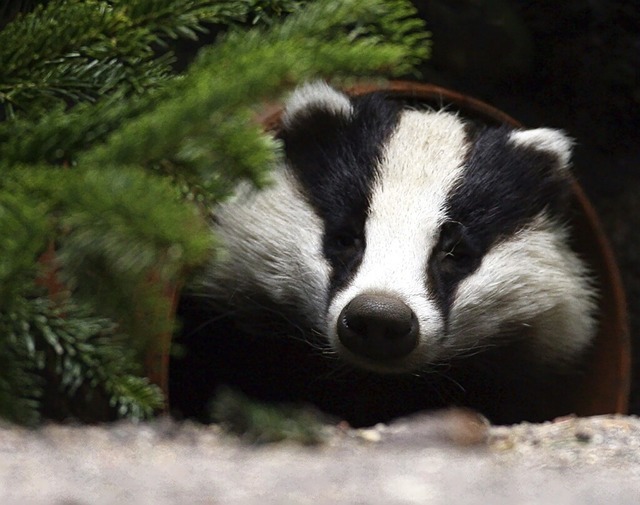 Auch Dachse spielen eine wichtige Rolle im kosystem Wald.  | Foto: Carsten Rehder