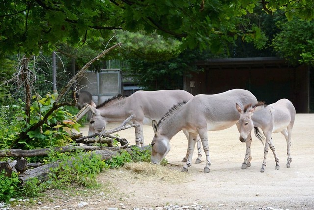 Der Zoo Basel hat mitgeholfen, die Som...ldesel vor dem Aussterben zu bewahren.  | Foto: Annettte Mahro