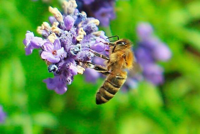 Den Bienen im Hochschwarzwald macht das khle Regenwetter zu schaffen