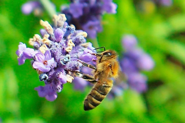 Die Bienen schtzen es, bei trockenem ...rad die Blten von Blumen anzufliegen.  | Foto: Christa Maier