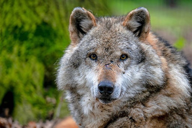 Ein Wolf  | Foto: Sina Schuldt (dpa)