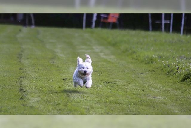 Hunderennen in Kappel-Grafenhausen